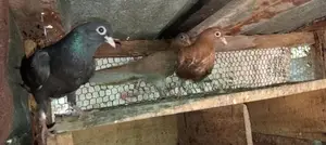 Holand Pigeon