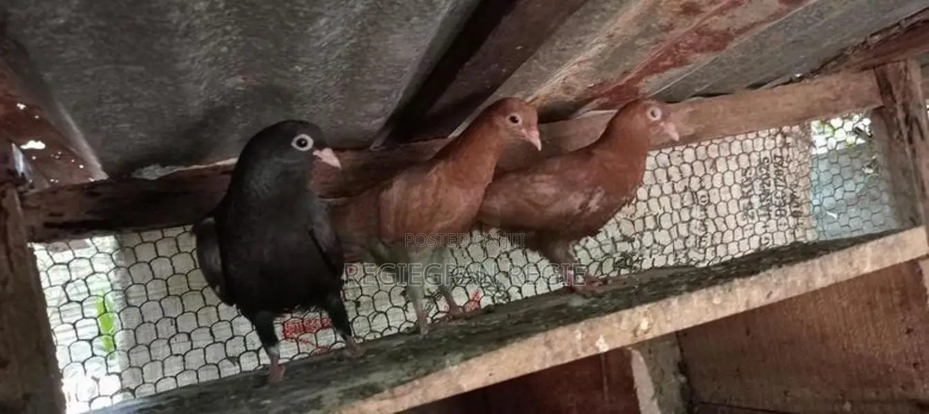 Holand Pigeon