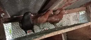 Holand Pigeon