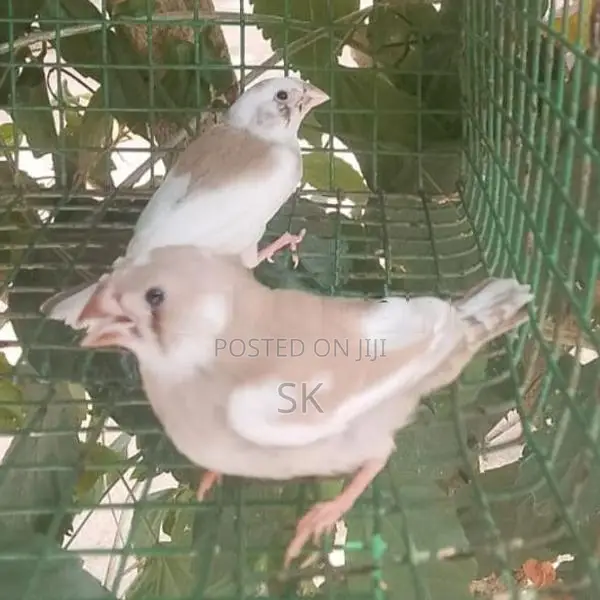 Finches Birds