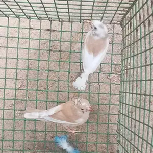 Finches Birds