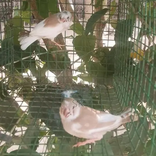 Finches Birds