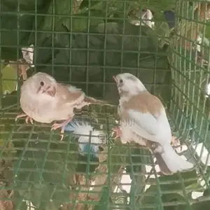 Finches Birds