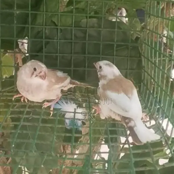 Finches Birds