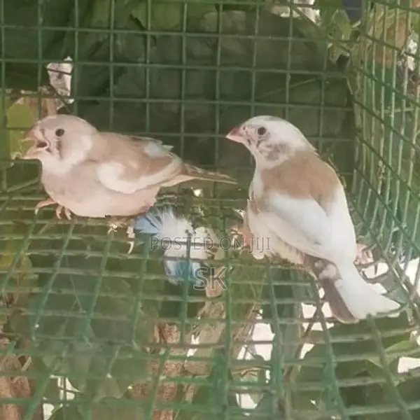 Finches Birds