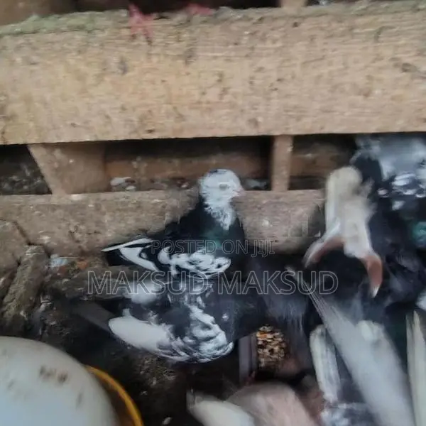 Pigeon