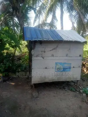 පරවි කුඩුව