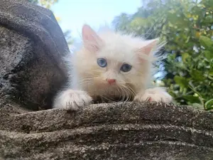 Persian Kittens