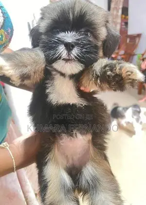 Shih Tzu Puppy