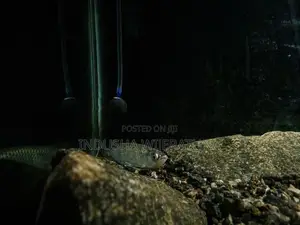 Golden Pearl Arowana