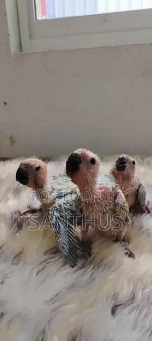 Sun Conure Chicks