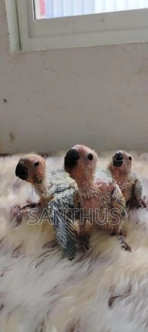 Sun Conure Chicks