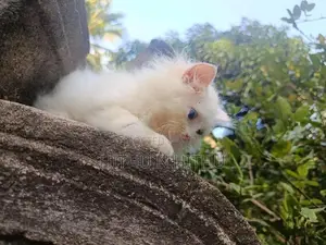 Persian Kittens