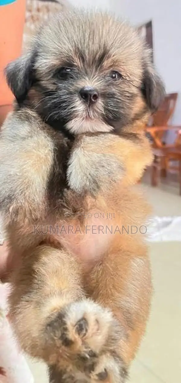 Shih Tzu Puppy