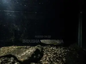 Golden Pearl Arowana
