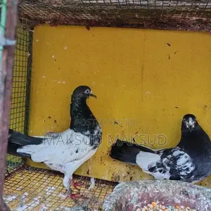 Pigeon