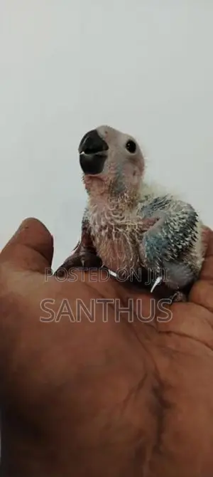 Sun Conure Chicks