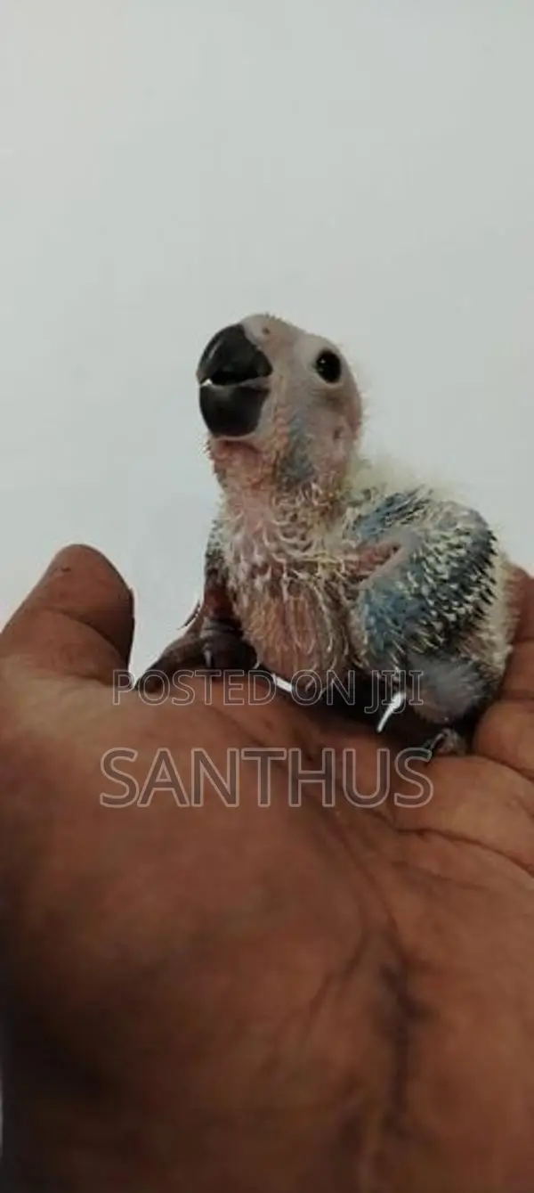 Sun Conure Chicks