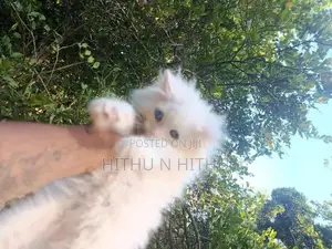 Persian Kittens