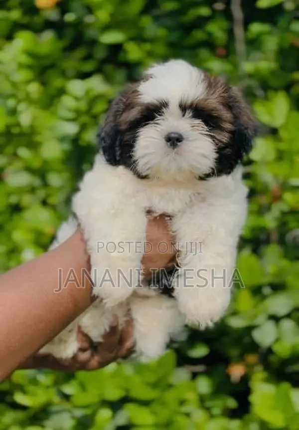 Shih Tzu Puppies