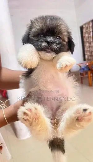 Shih Tzu Puppy