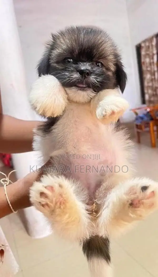 Shih Tzu Puppy