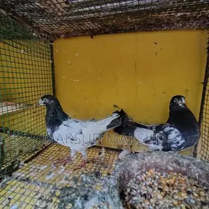 Pigeon