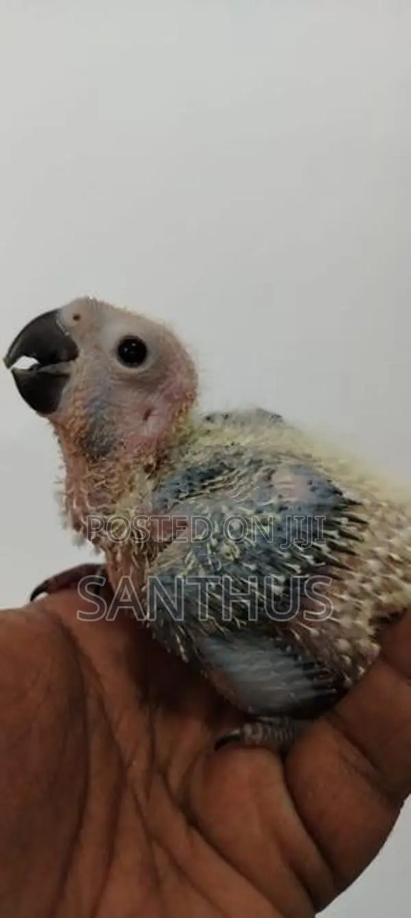 Sun Conure Chicks