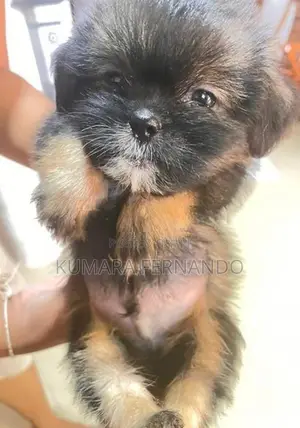 Shih Tzu Puppy