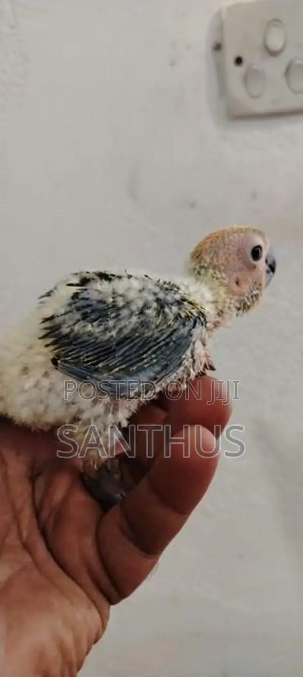 Sun Conure Chicks