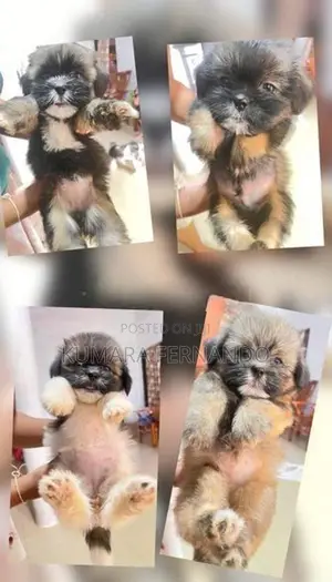 Shih Tzu Puppy