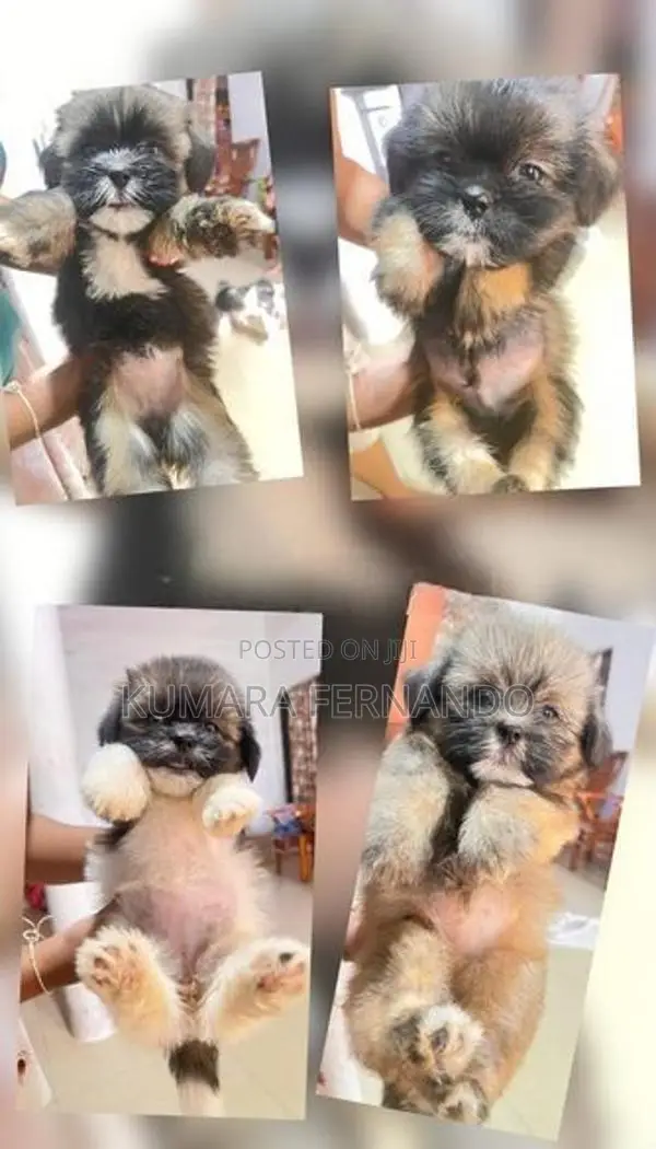 Shih Tzu Puppy