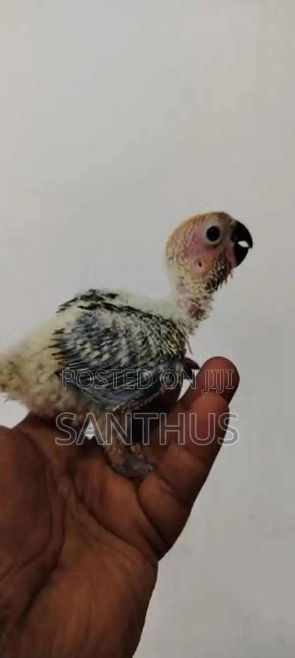 Sun Conure Chicks