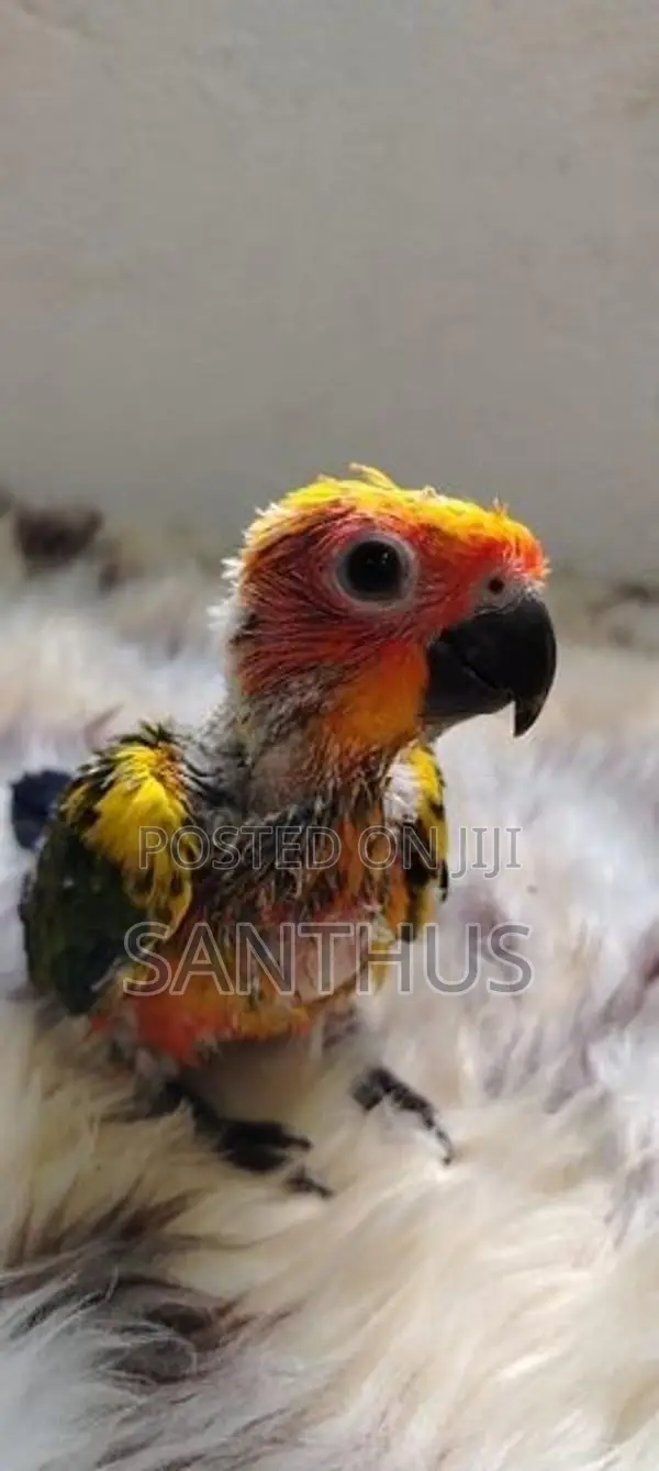 Sun Conure Chicks