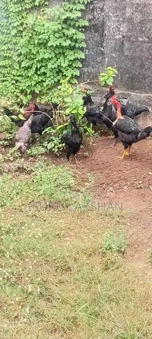 Kukulan