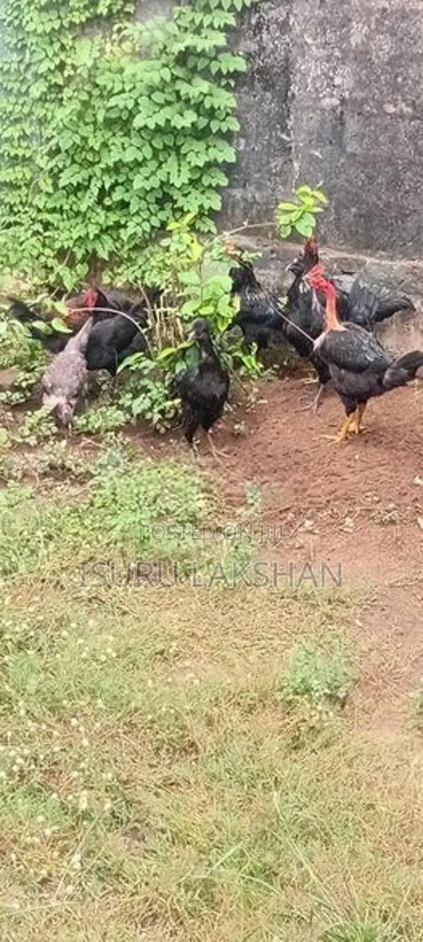 Kukulan