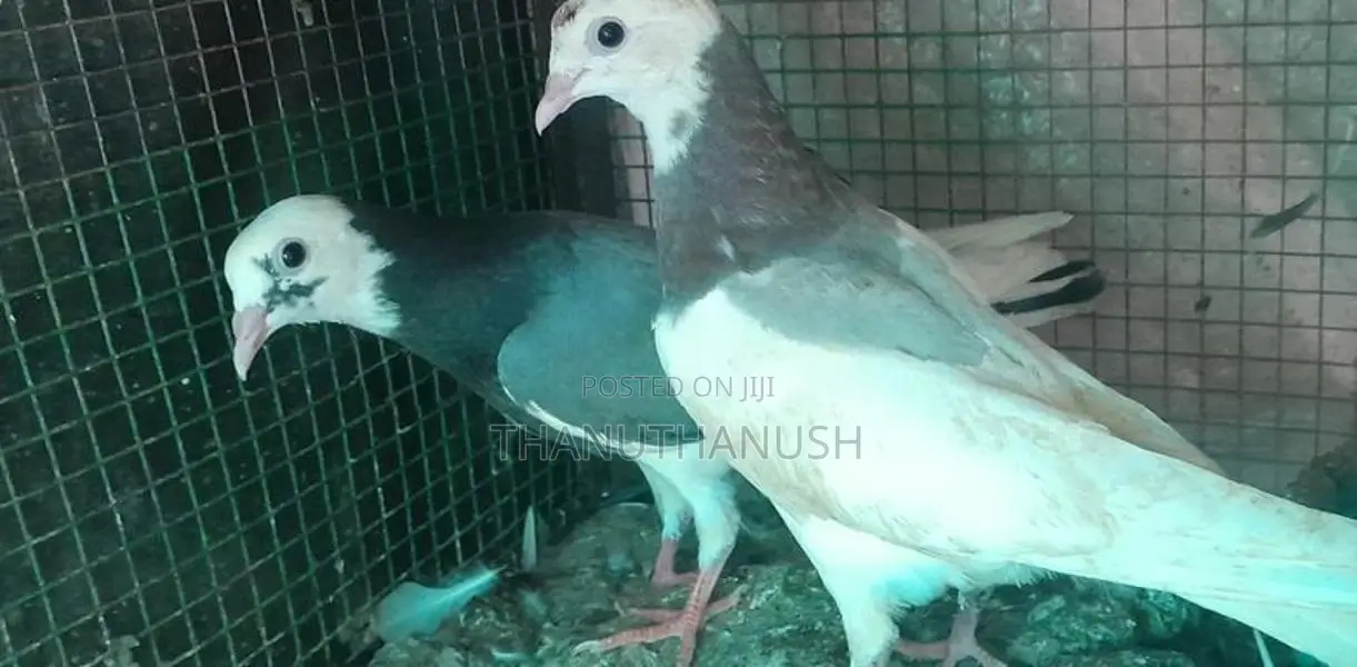 Pigeons