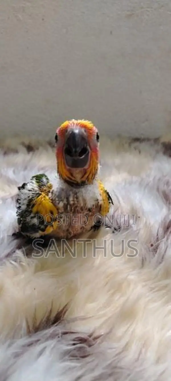 Sun Conure Chicks