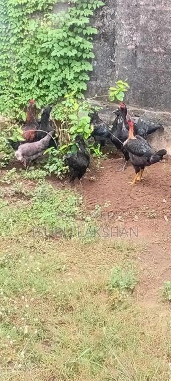 Kukulan