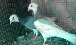 Pigeons