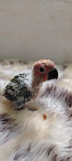 Sun Conure Chicks