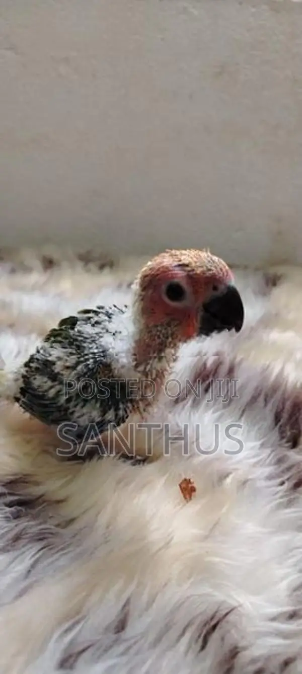 Sun Conure Chicks