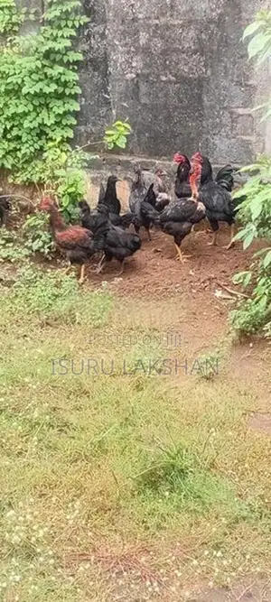 Kukulan
