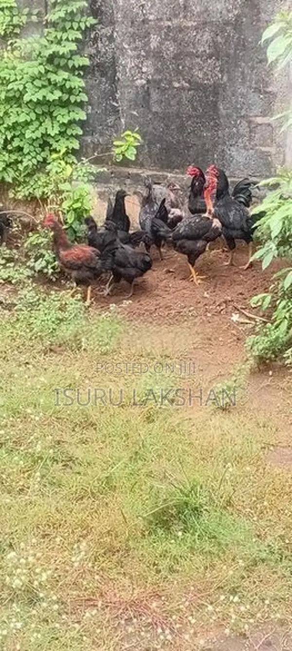 Kukulan