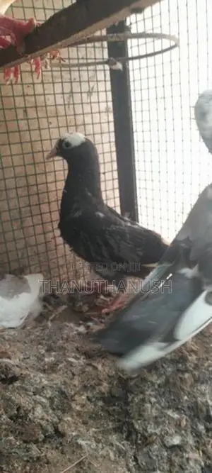 Pigeons
