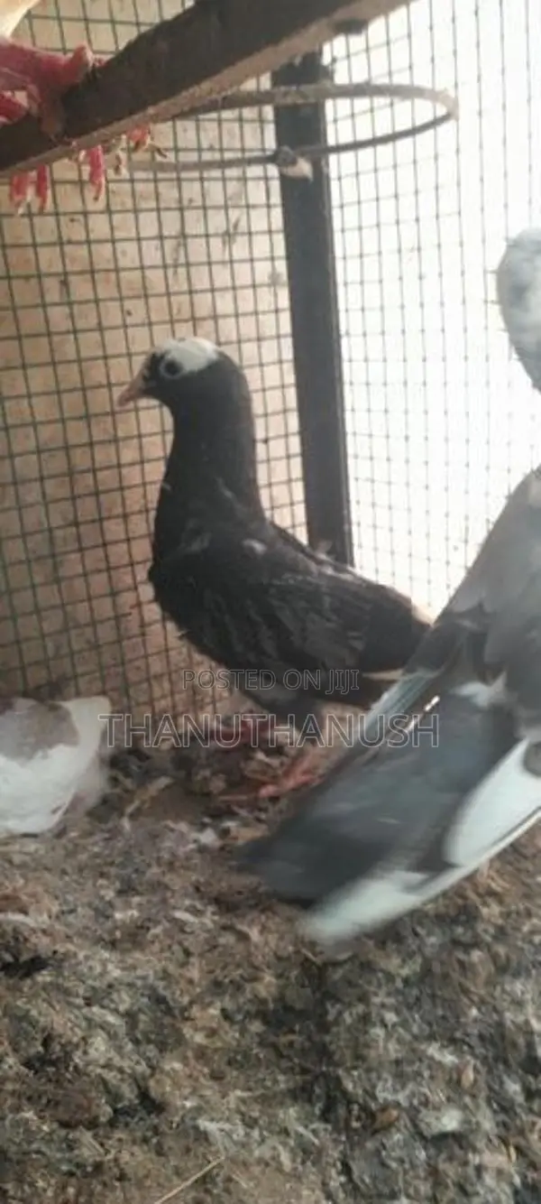 Pigeons