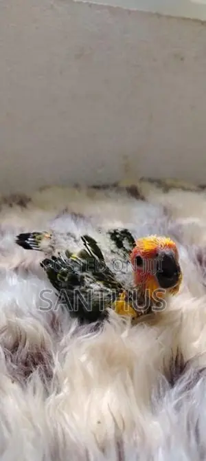 Sun Conure Chicks