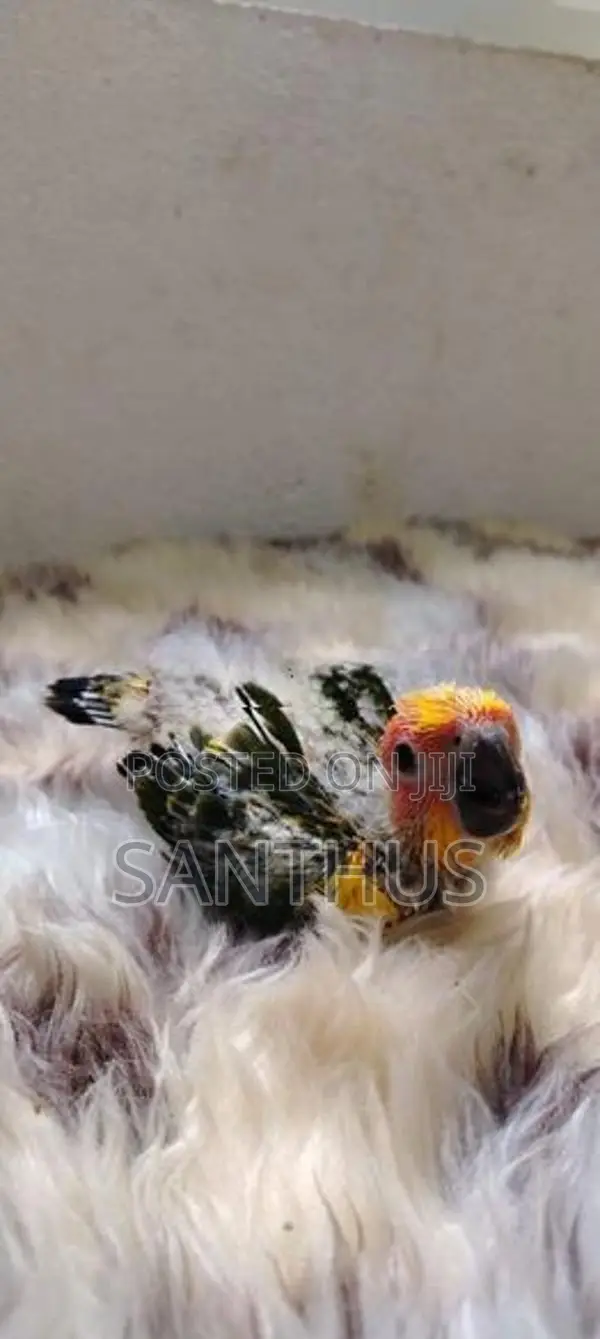 Sun Conure Chicks
