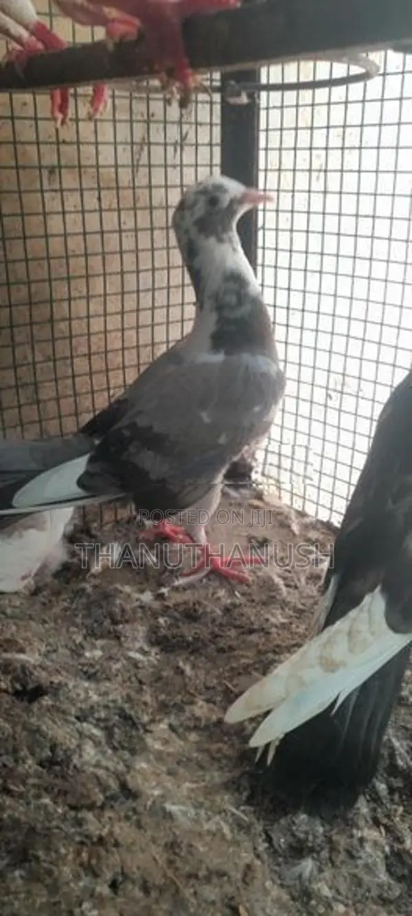 Pigeons