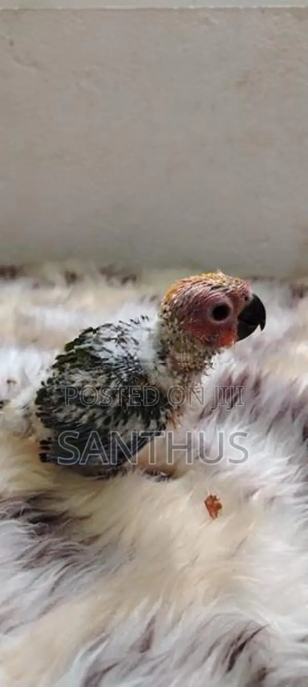 Sun Conure Chicks
